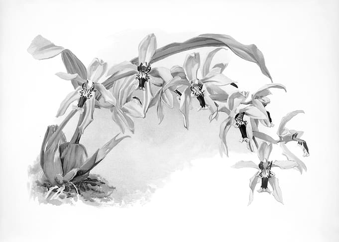 Orchids 1894 Black White