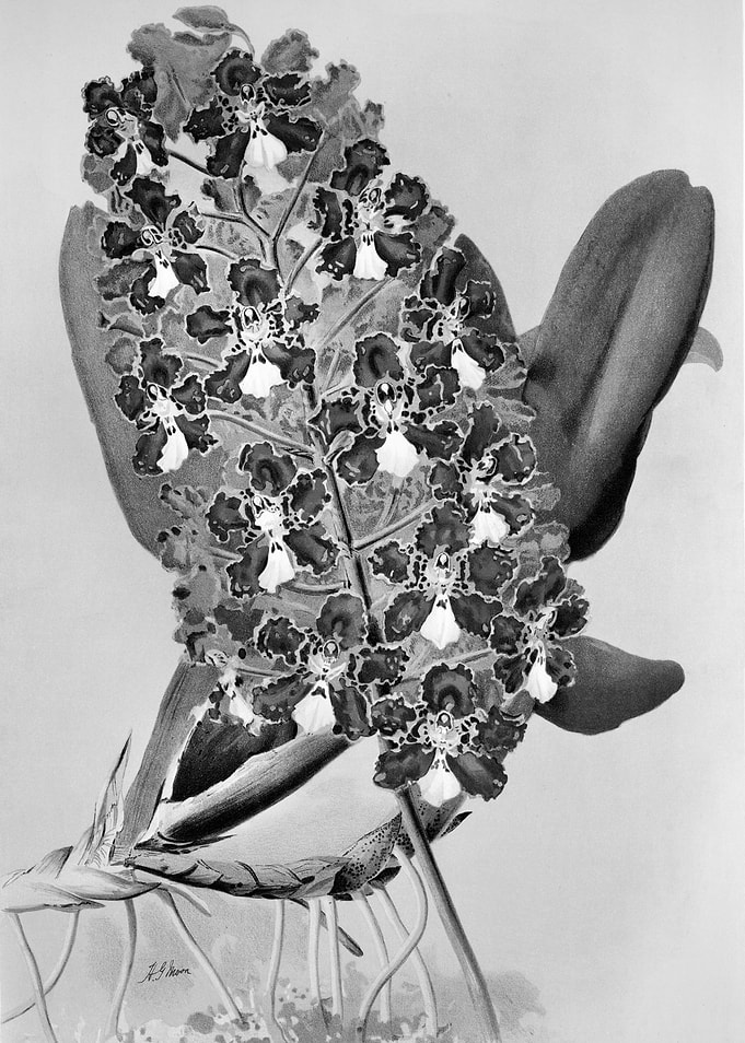 Orchids 1894 Black White