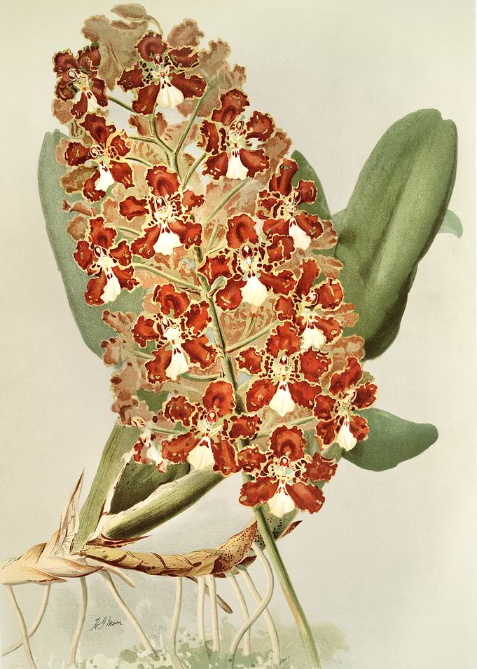 Odontoglossum Coronarium
