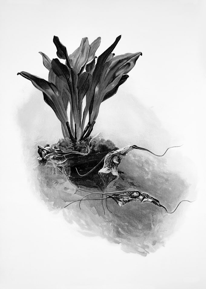 Orchids 1894 Black White
