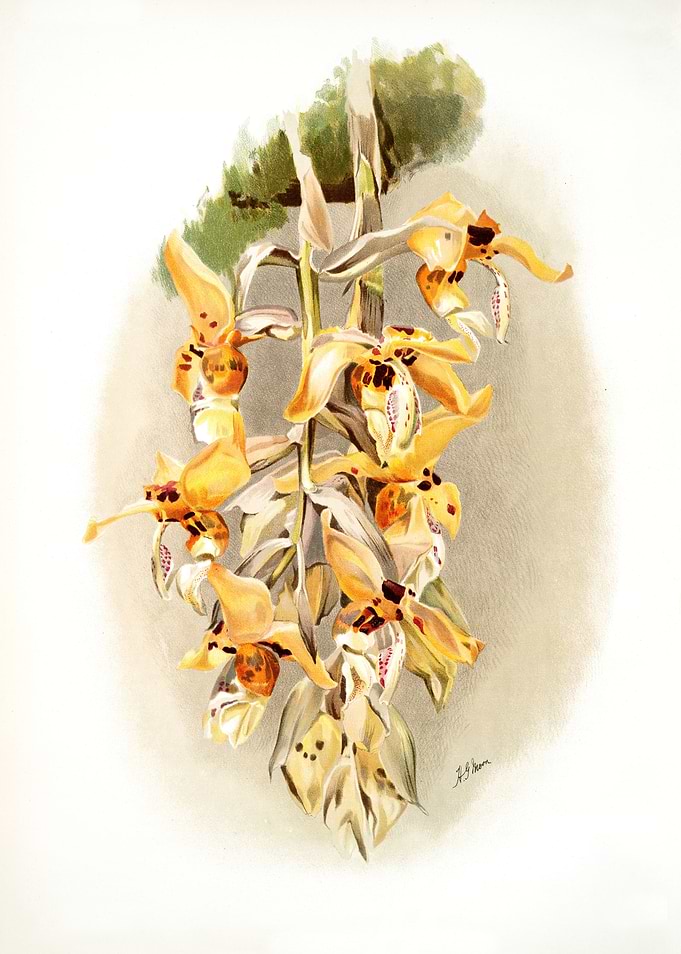 Stanhopea Shuttleworthii