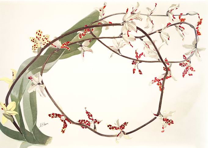 Renanthera Lowii