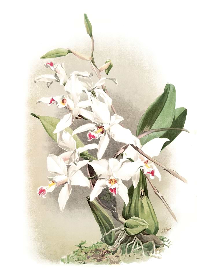 Laelia Anceps Sanderiana