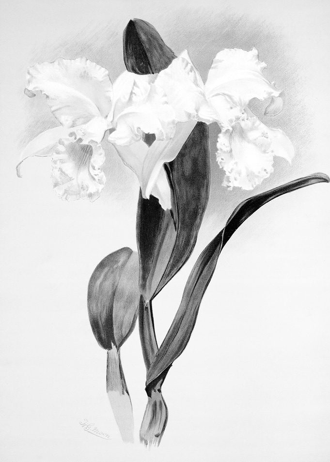 Orchids 1894 Black White