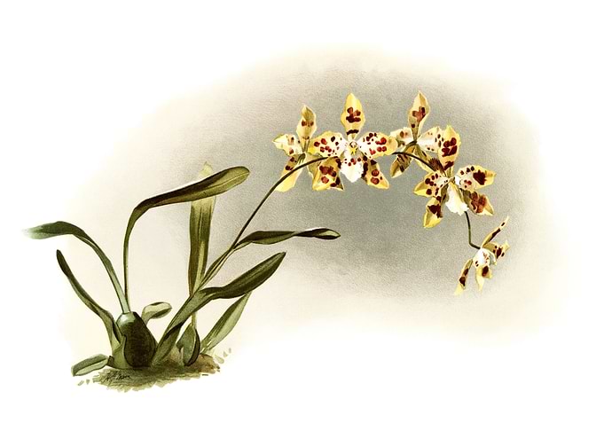 Odontoglossum Excellens