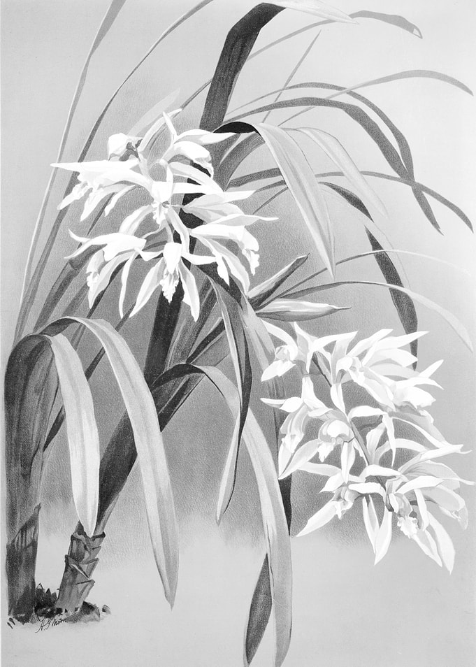Orchids 1894 Black White