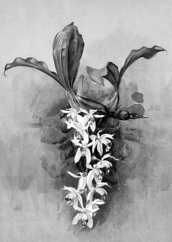 Orchids 1894 Black White
