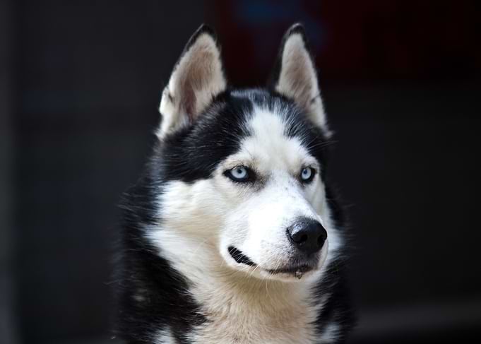 Husky