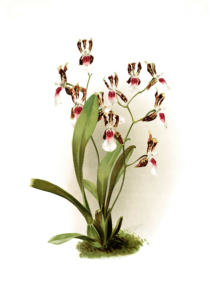 Odontoglossum Schroderianu