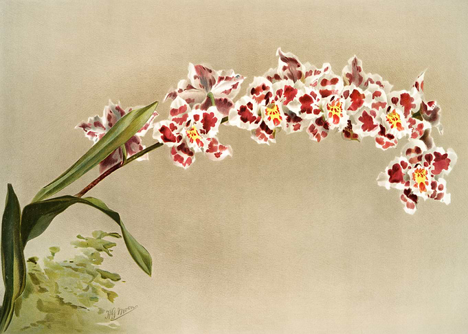 Odontoglossum Crispum Mund