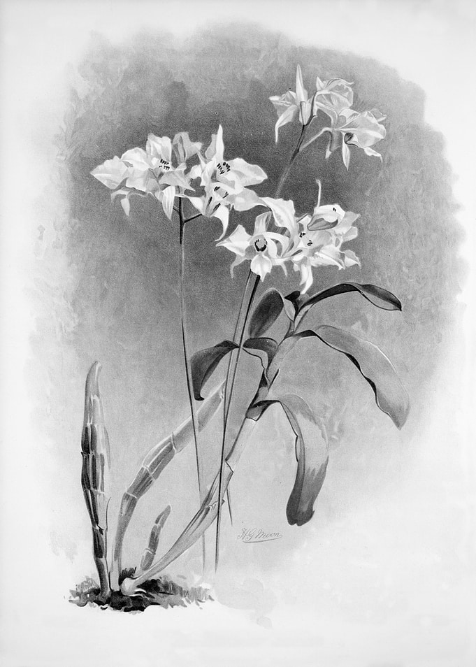 Orchids 1894 Black White