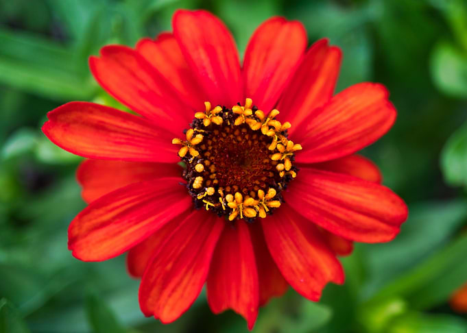 Red and Orange