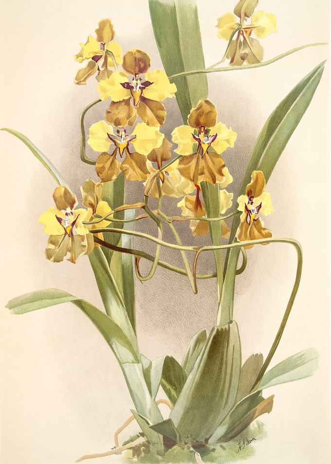 Oncidium Macranthum
