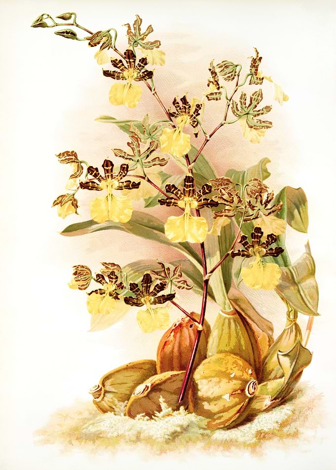 Oncidium Tigrinum