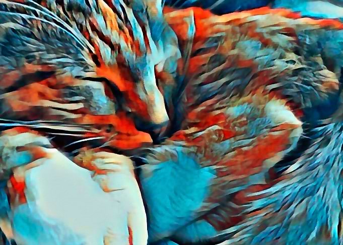 Sleeping cat