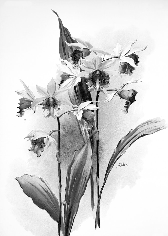 Orchids 1894 Black White