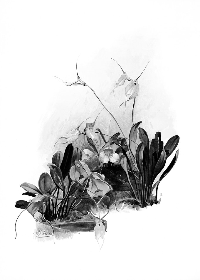 Orchids 1894 Black White