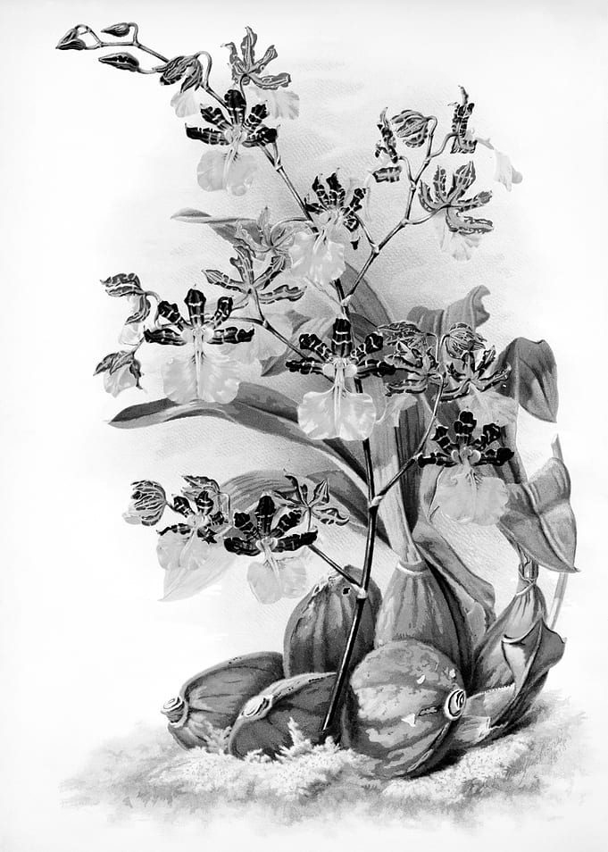 Orchids 1894 Black White