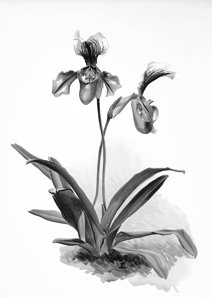 Orchids 1894 Black White