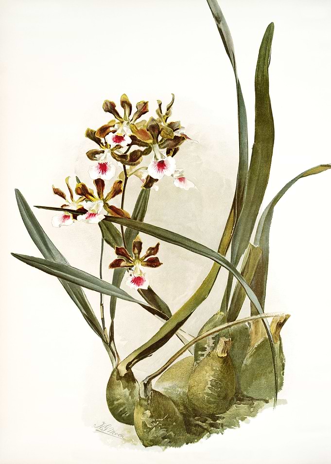 Rands Encyclia
