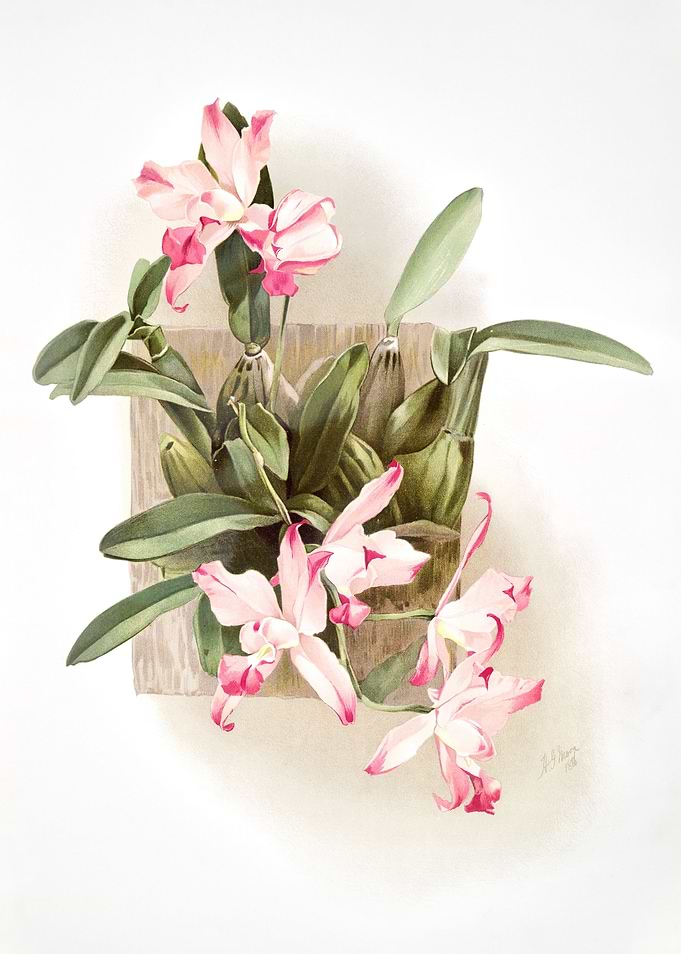 Laelia Autumnalis Xanthotr
