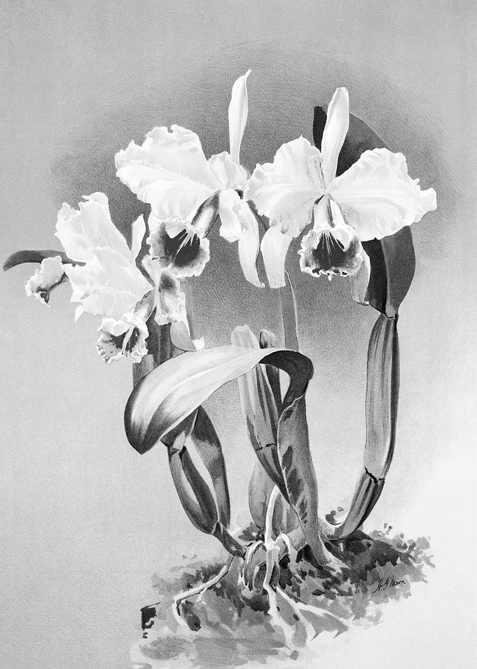 Orchids 1894 Black White
