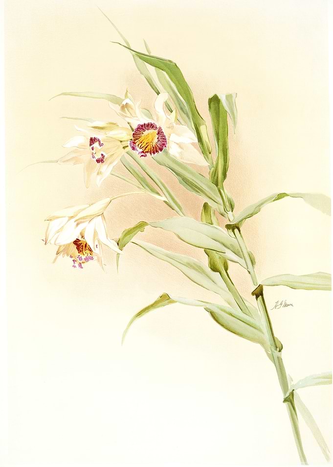 Thunia Brymeriana