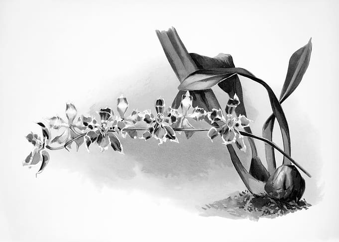 Orchids 1894 Black White