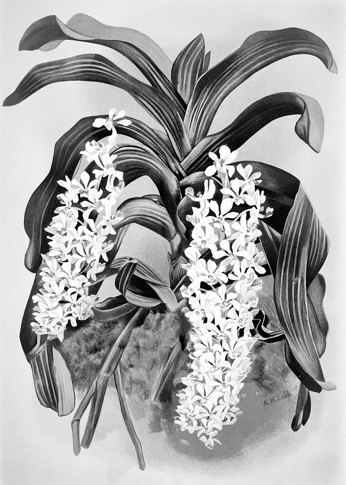 Orchids 1894 Black White