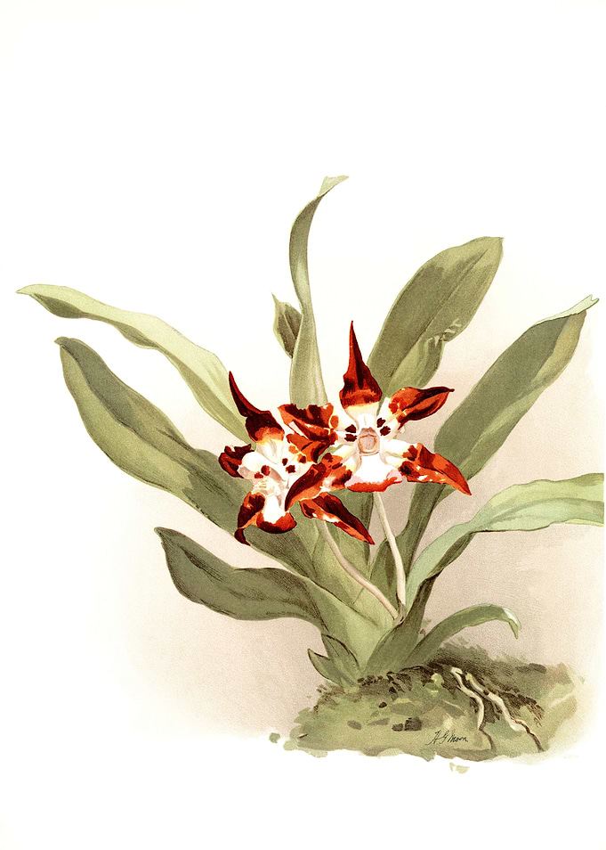 Zygopetalum Burtii