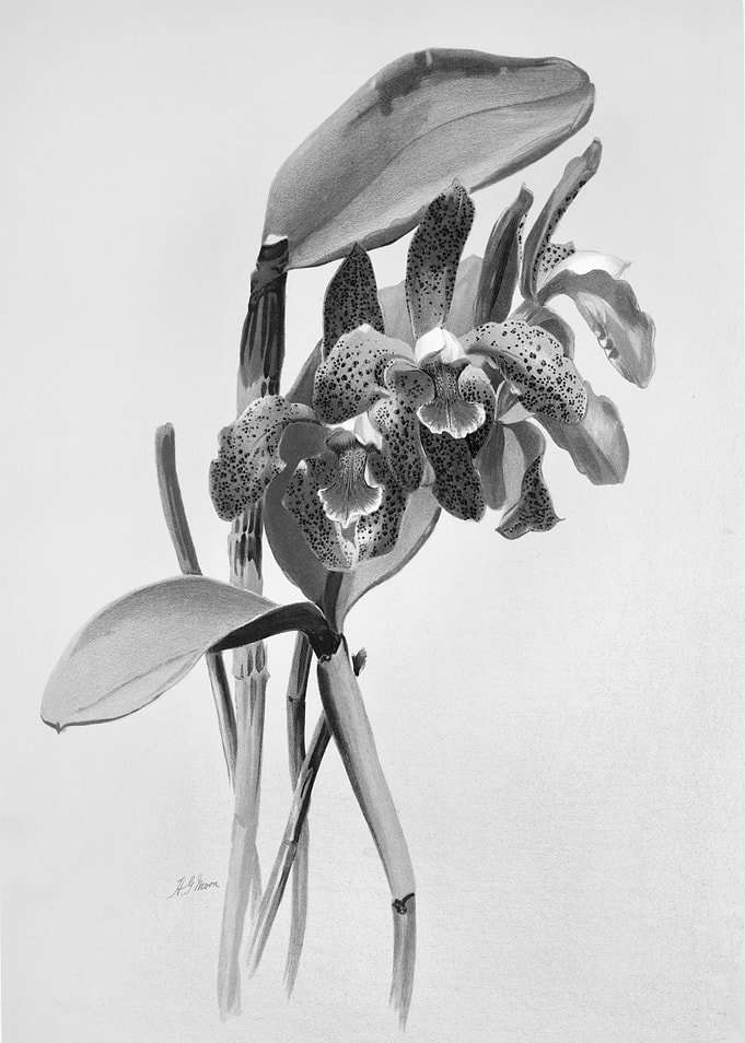 Orchids 1894 Black White