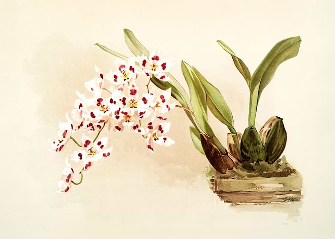 Odontoglossum Pescatorei