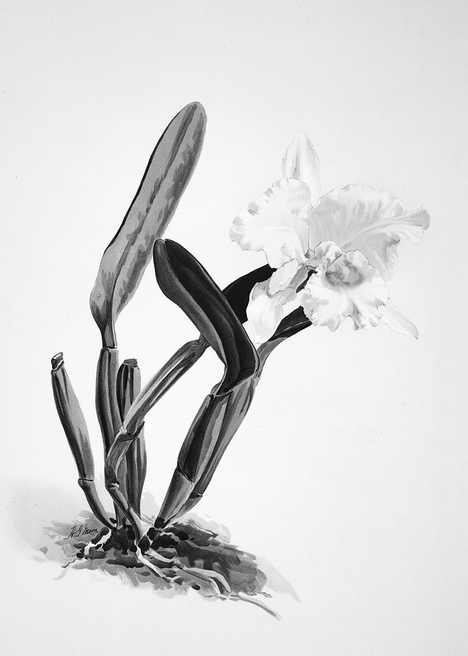 Orchids 1894 Black White