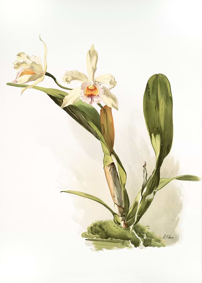 Laelio And Cattleya