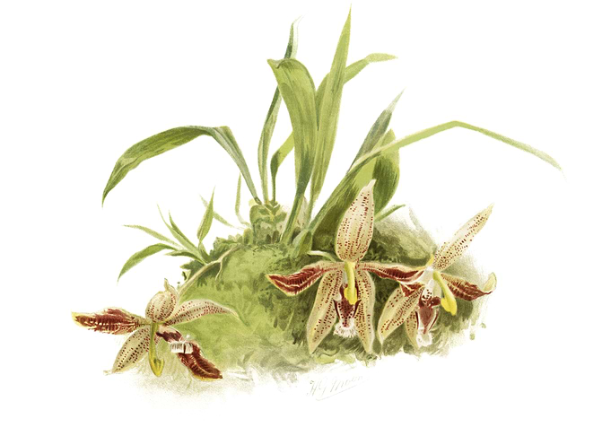 Paphinia Rugosa