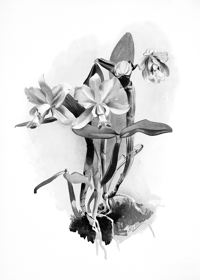 Orchids 1894 Black White