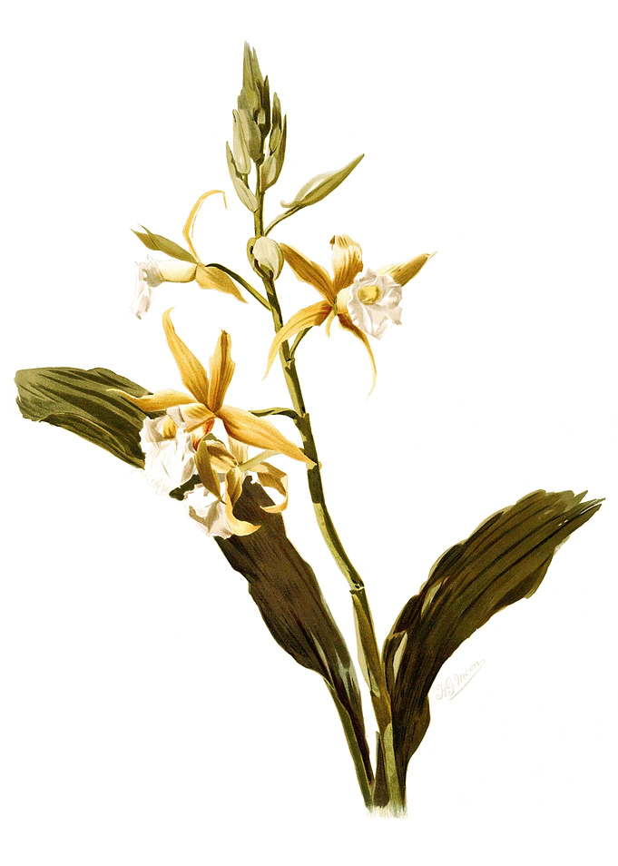 Phaius Blumei Assamicus