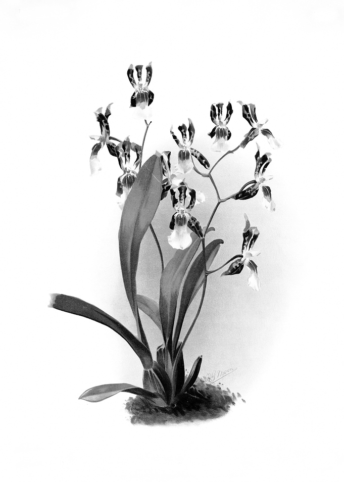 Orchids 1894 Black White