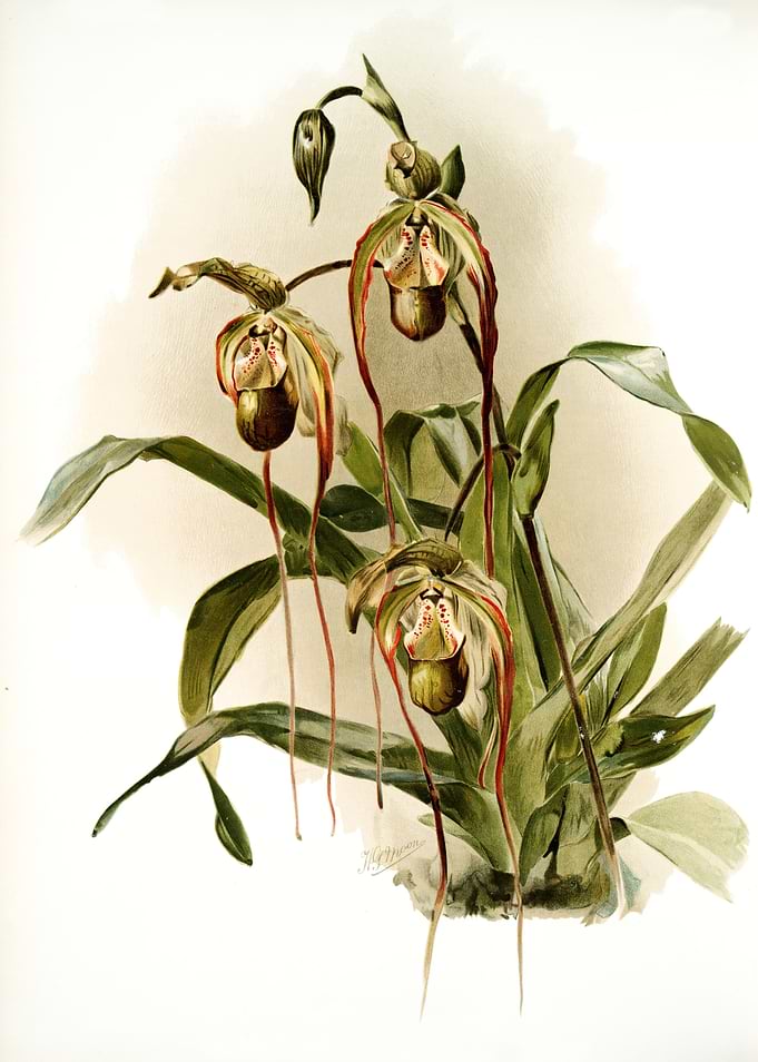 Selenipedium Nitidissimum