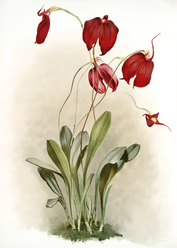 Masdevallia Harryana