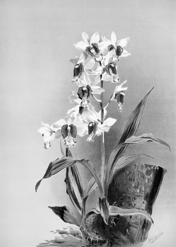 Orchids 1894 Black White
