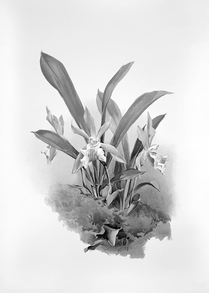 Orchids 1894 Black White