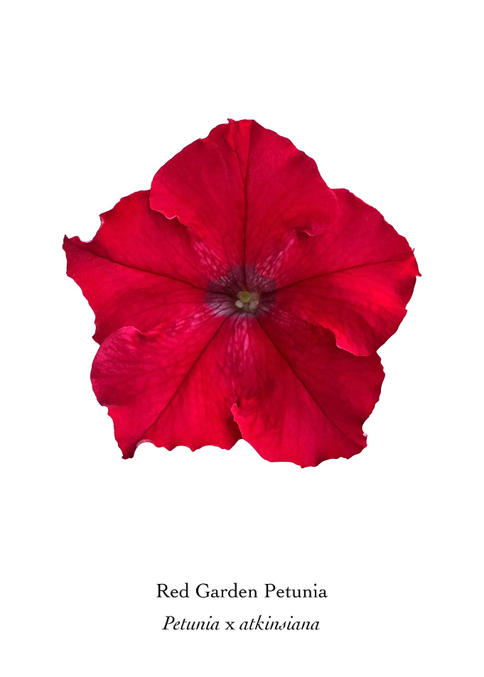 Red Garden Petunia