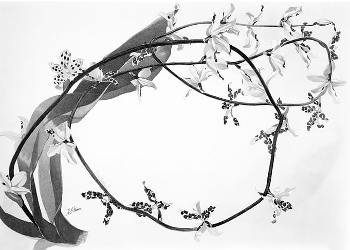 Orchids 1894 Black White