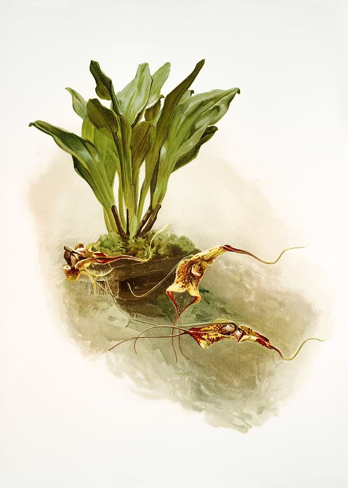 Masdevallia Chimaera Moore