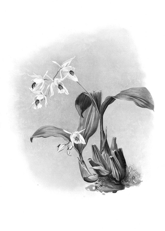 Orchids 1894 Black White