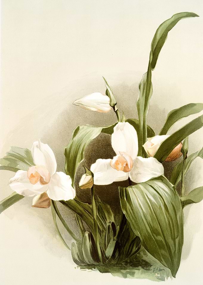 Lycaste Skinnerii Armeniac