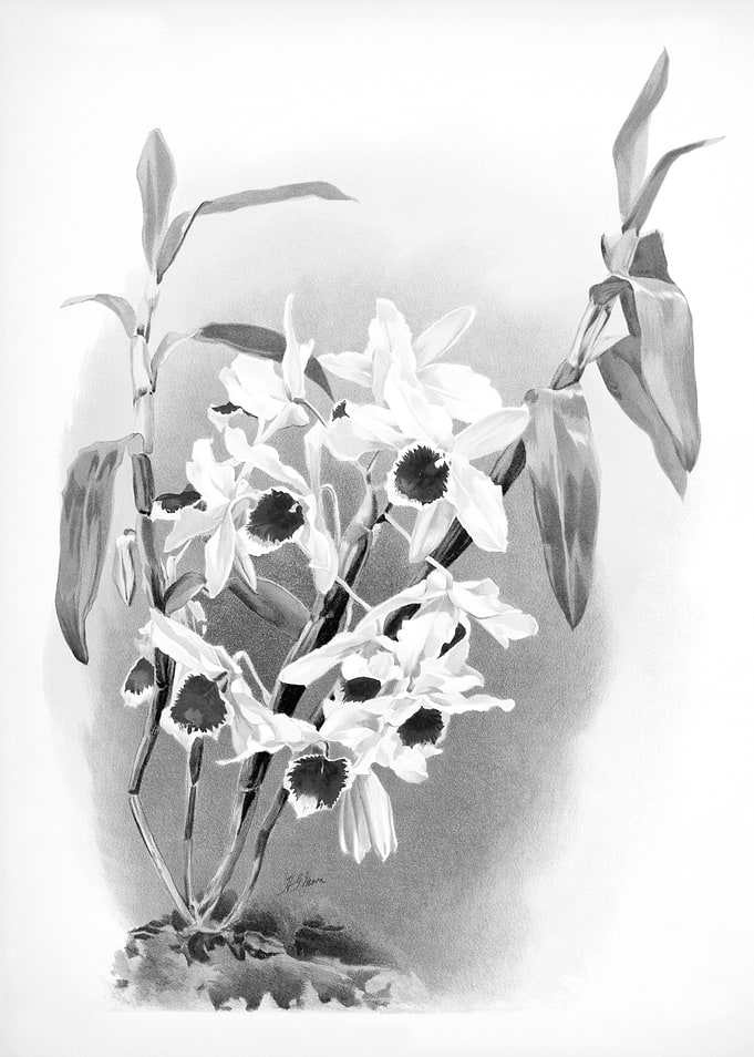 Orchids 1894 Black White