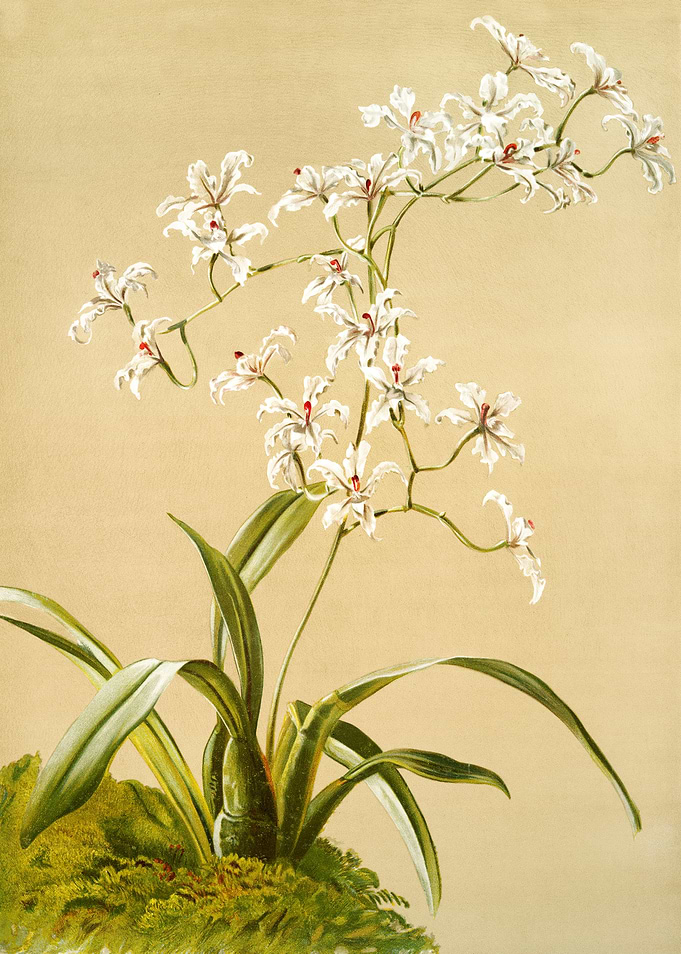 Odontoglossum Ramosissimum