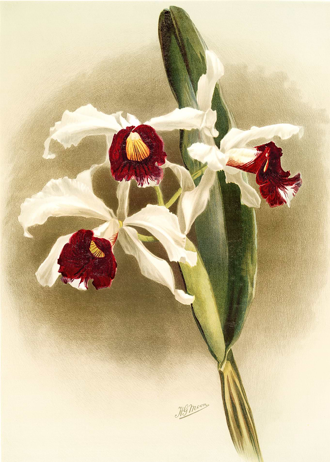 Laelia Purpurata